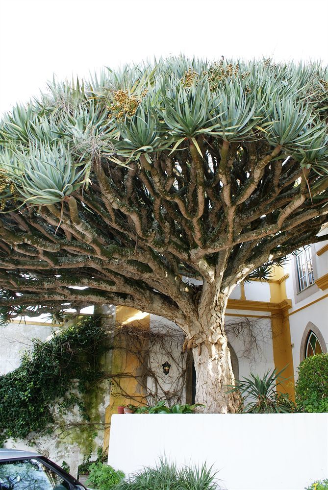 مبيت وإفطار اتوغويه ده باليه Casa Do Castelo - Turismo De Habitacao المظهر الخارجي الصورة